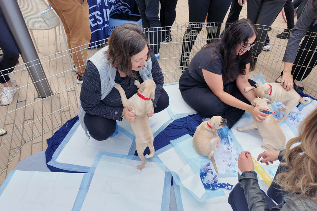 Four light-colored bulldog puppies with red collars interact with three adults inside a fenced area with puppy pads.