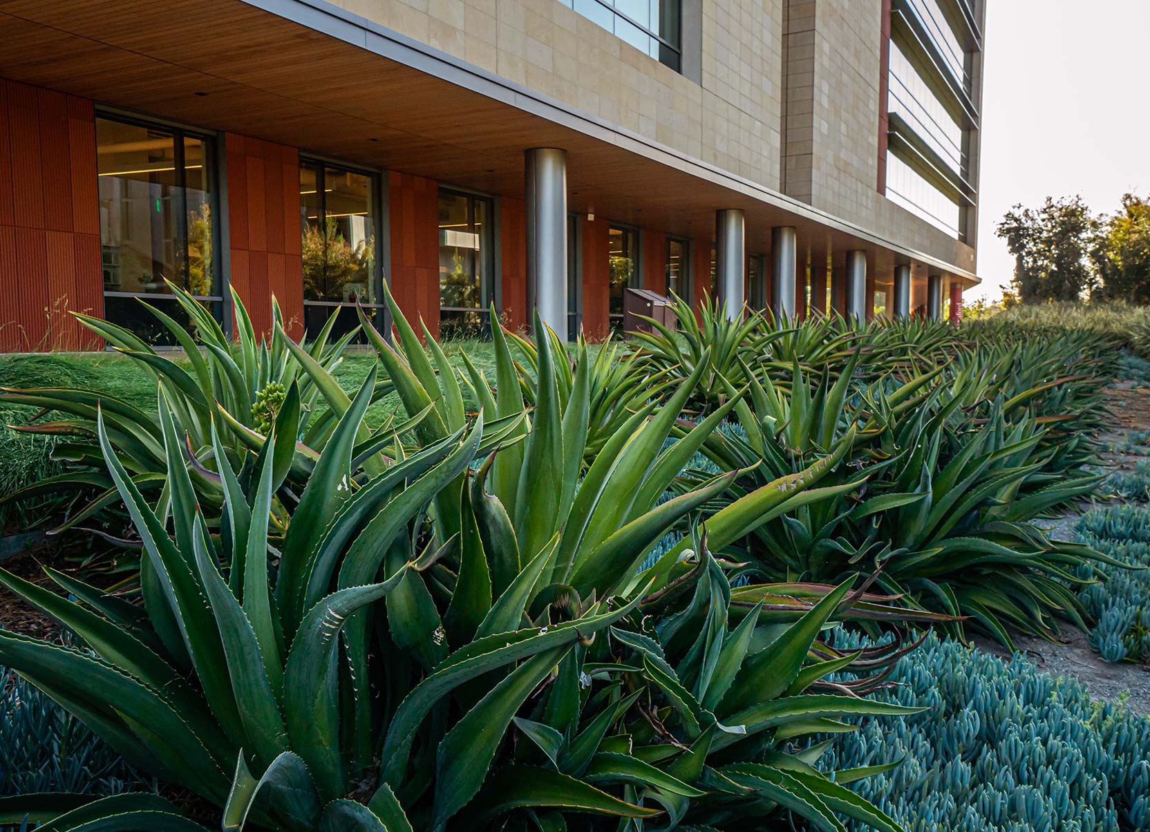 Agave plants along the Stanford Redwood City campus greenway. Photo Credit: SRWC Operations